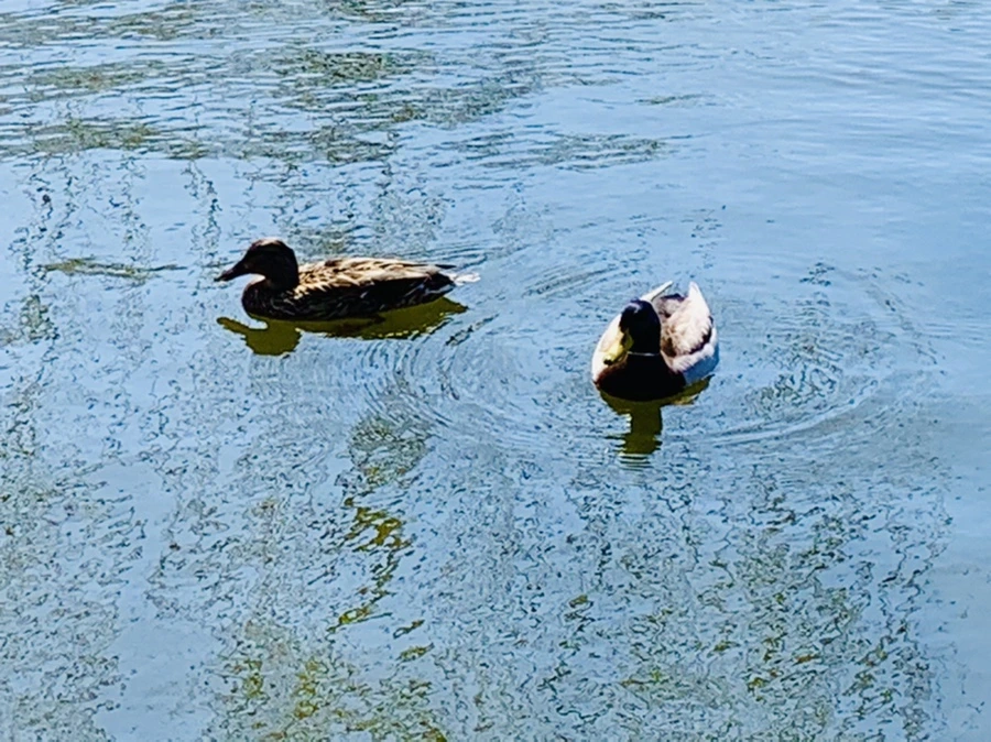 IMG_3117.jpg?type=w966