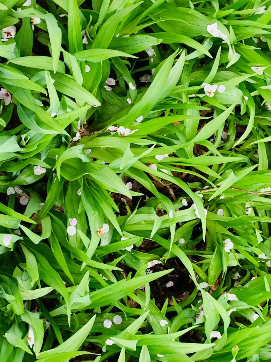 IMG_1343.jpg?type=w966