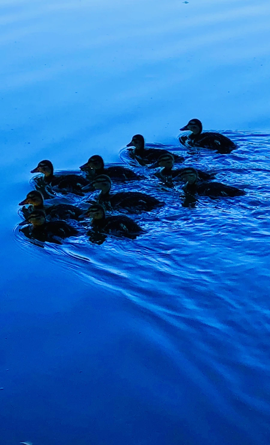 IMG_2726.jpg?type=w966