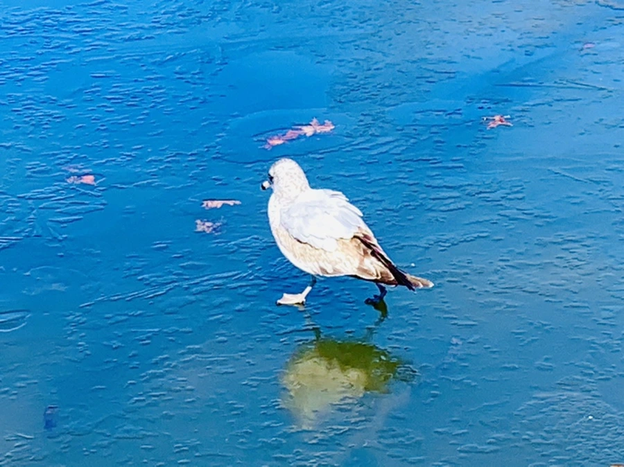 IMG_8324.jpg?type=w966