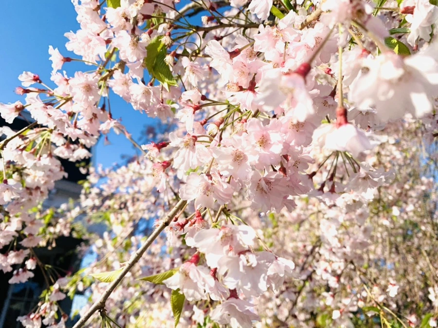 IMG_4069.jpg?type=w966