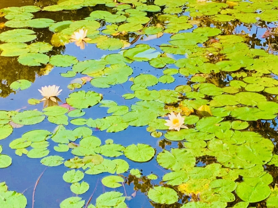 IMG_0757.jpg?type=w966