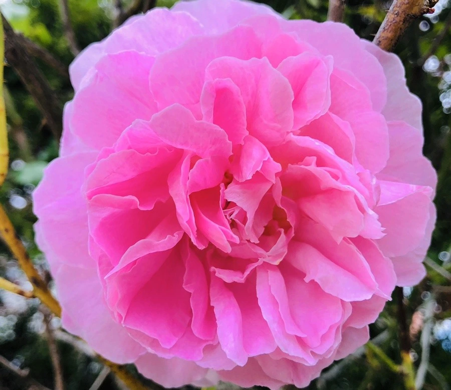 l-sxfuqQ1P2upNcWWvGEqDhAUkE