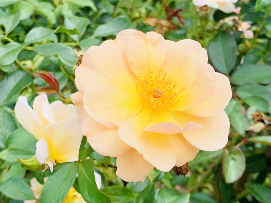 IMG_5034.jpg?type=w966