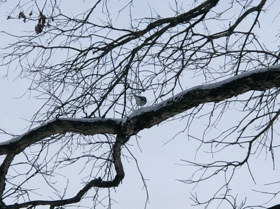 IMG_9474.jpg?type=w966