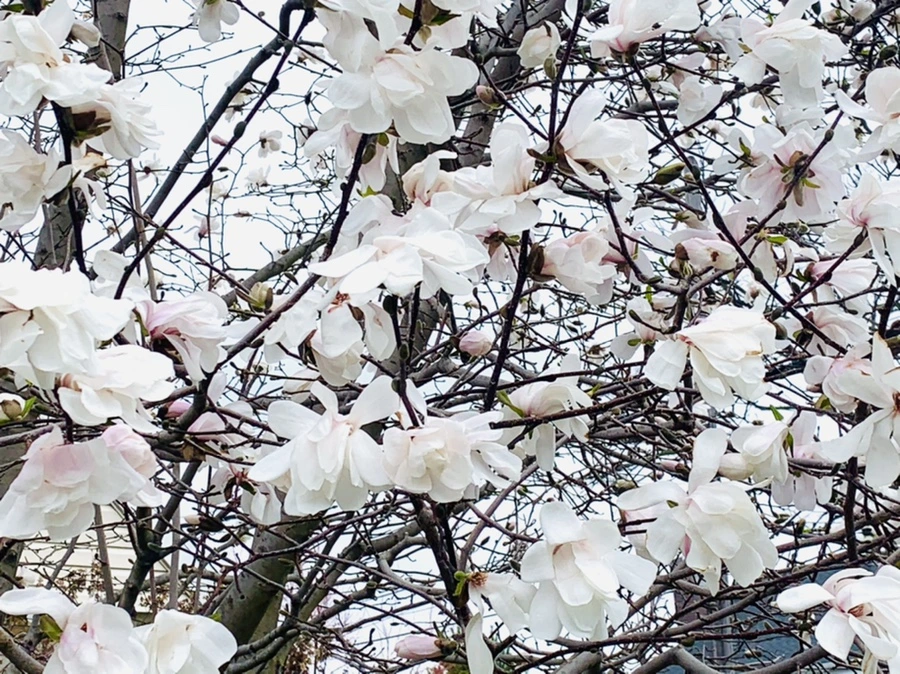 IMG_6124.jpg?type=w966