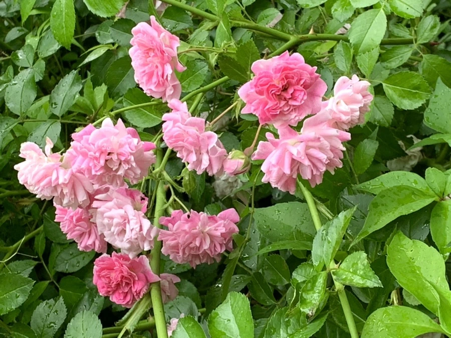 IMG_3563.jpg?type=w966