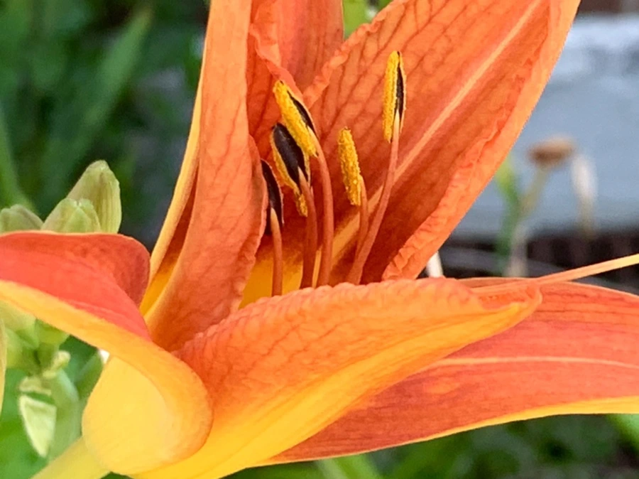 IMG_4867.jpg?type=w966