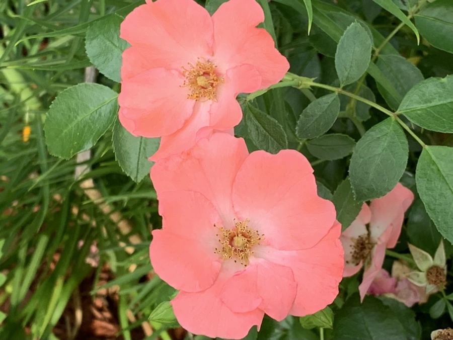 IMG_5963.jpg?type=w966