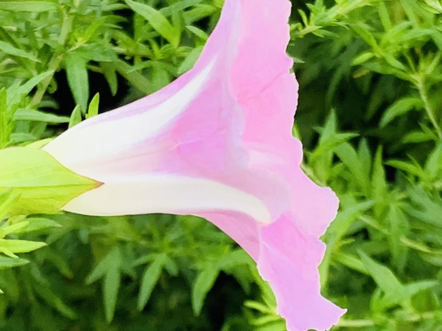 IMG_5983.jpg?type=w966