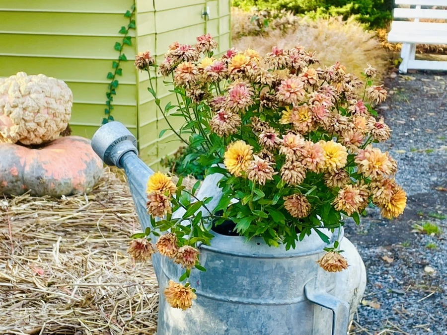 IMG_6047.jpg?type=w966