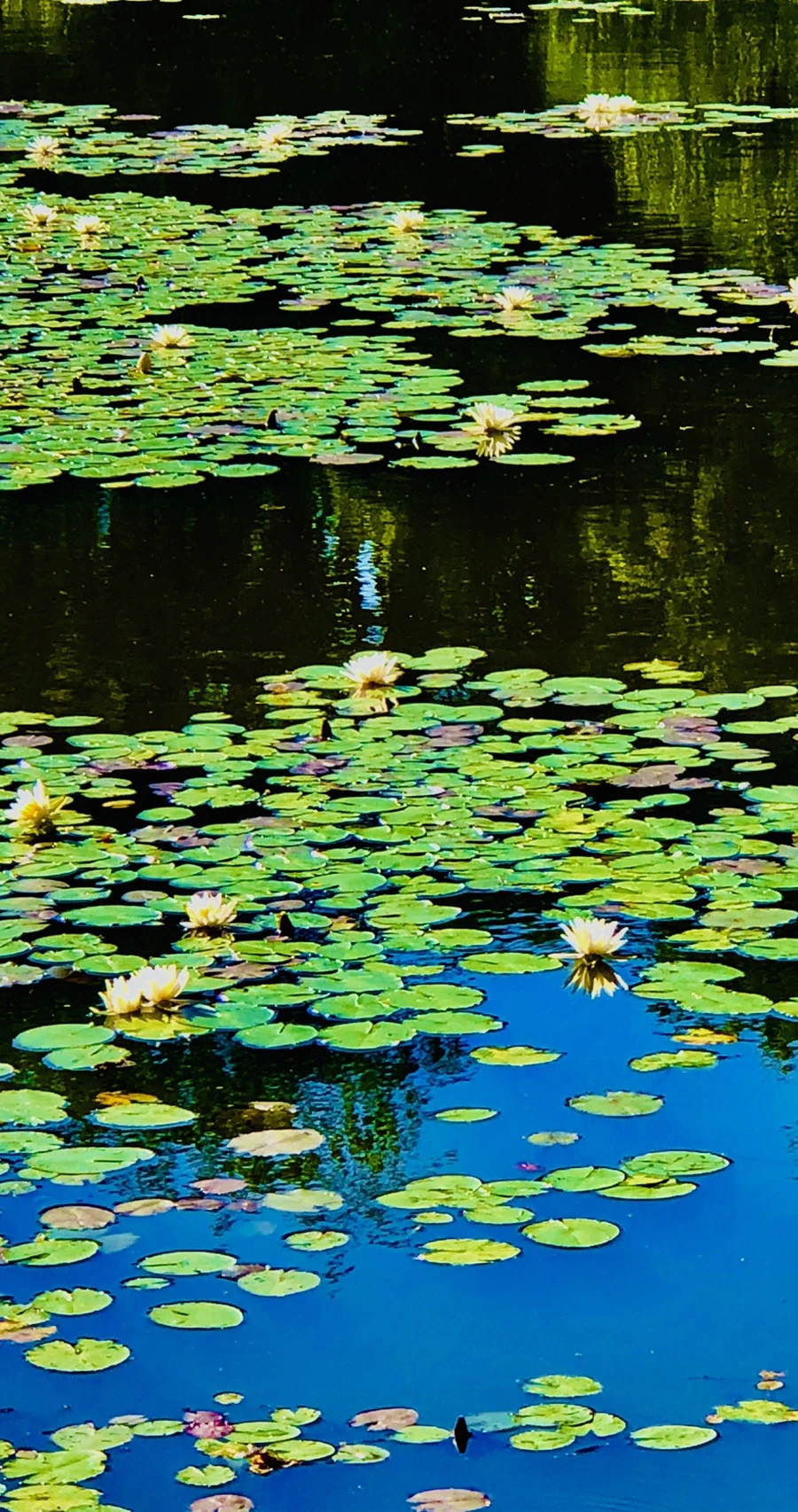 IMG_2343.jpg?type=w966