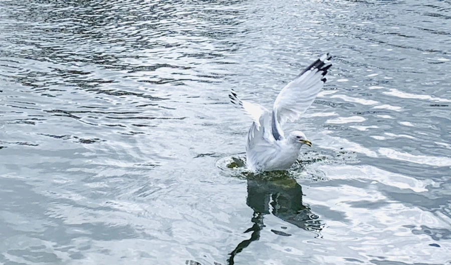 IMG_7972.jpg?type=w966