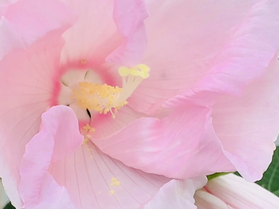 IMG_6046.jpg?type=w966