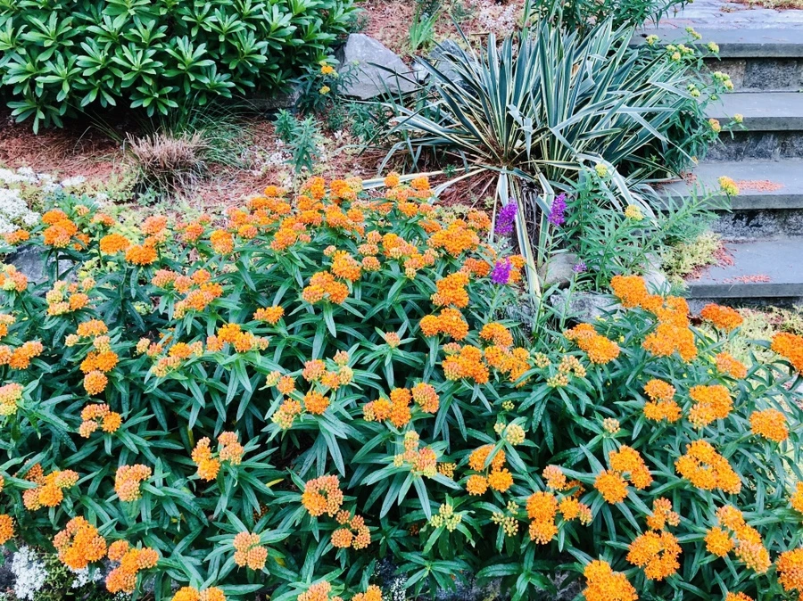 IMG_0223.jpg?type=w966