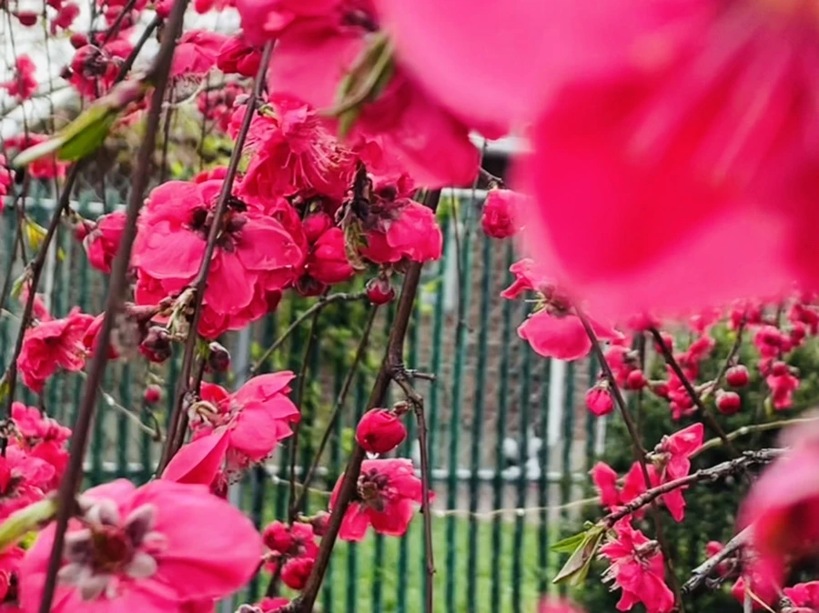 IMG_1268.jpg?type=w966