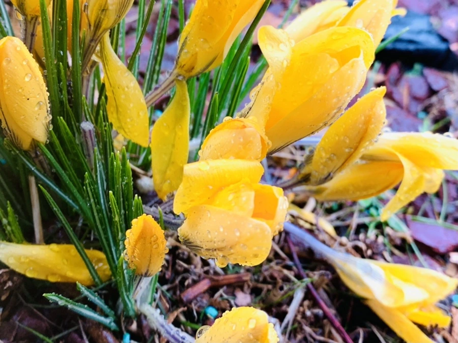 IMG_2026.jpg?type=w966