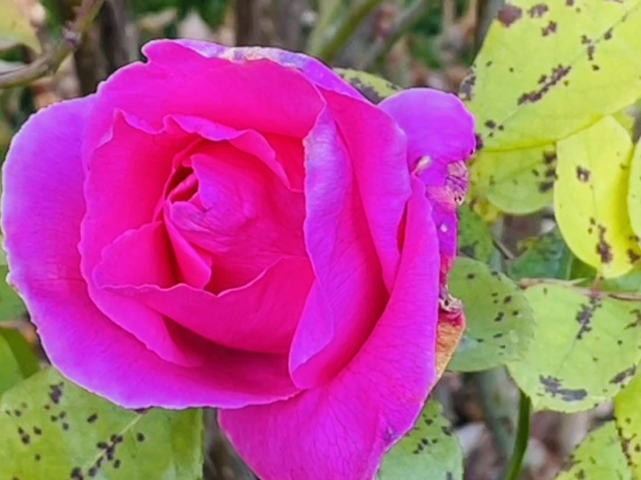 IMG_6033.jpg?type=w966