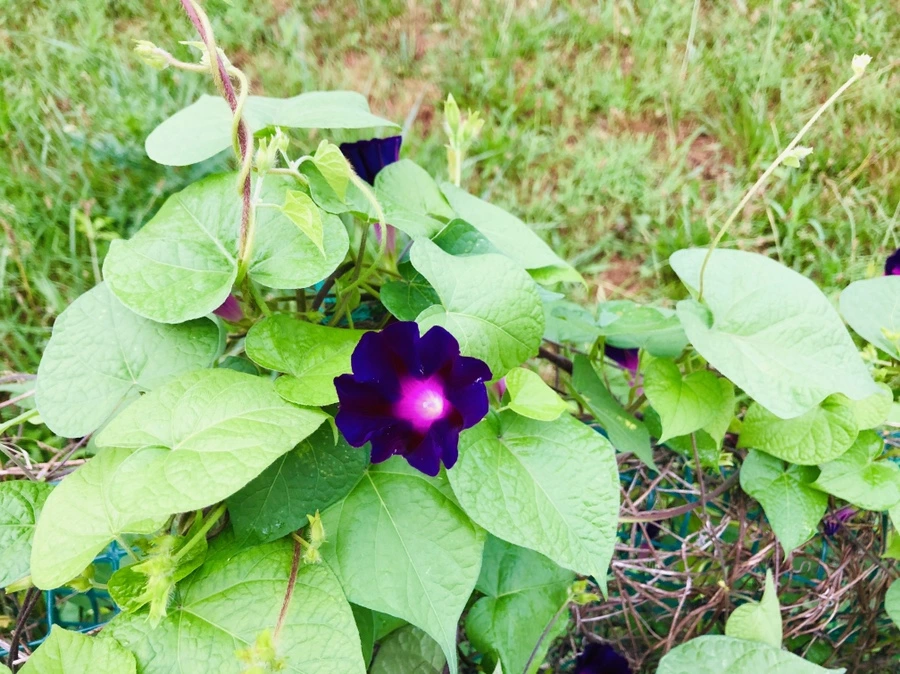 IMG_4333.jpg?type=w966