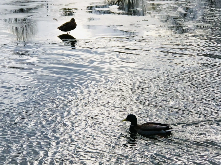 IMG_5024.jpg?type=w966