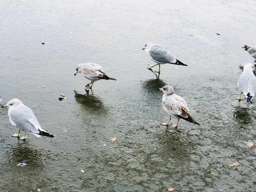 IMG_8508.jpg?type=w966