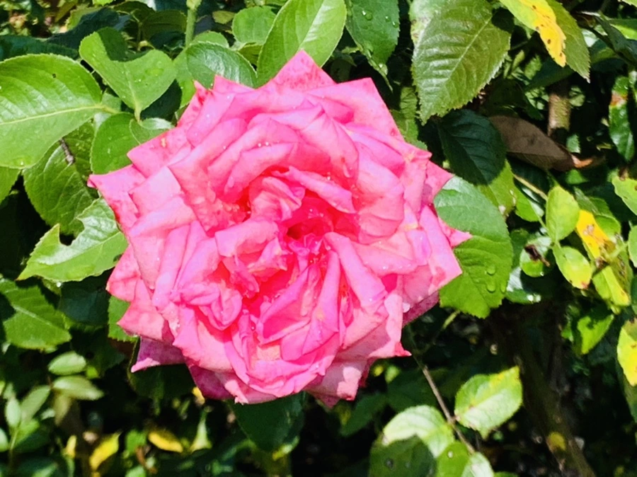 IMG_8441.jpg?type=w966