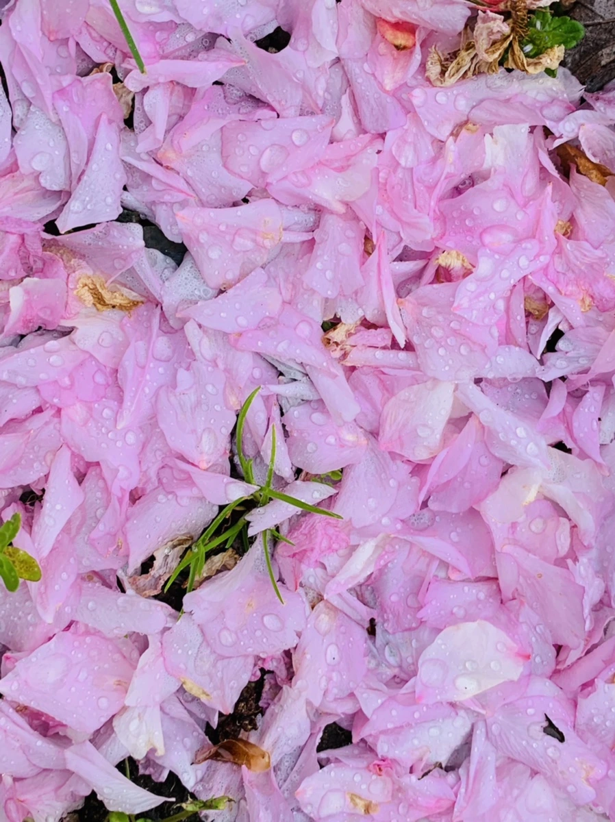 IMG_7254.jpg?type=w966