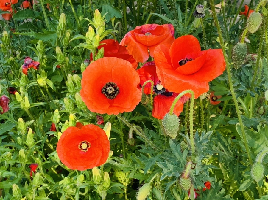 IMG_3476.jpg?type=w966