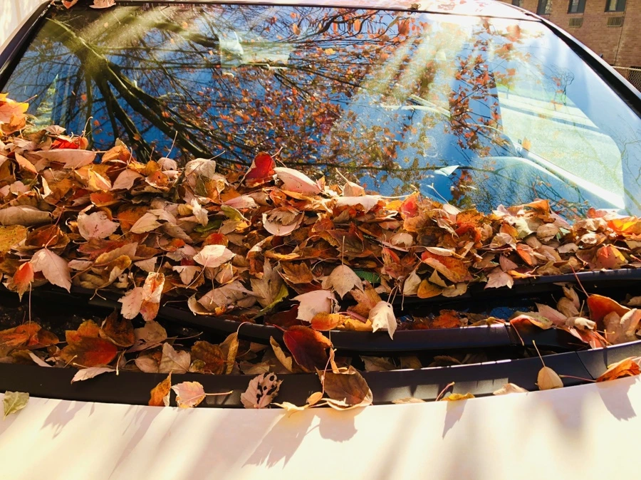 IMG_4168.jpg?type=w966