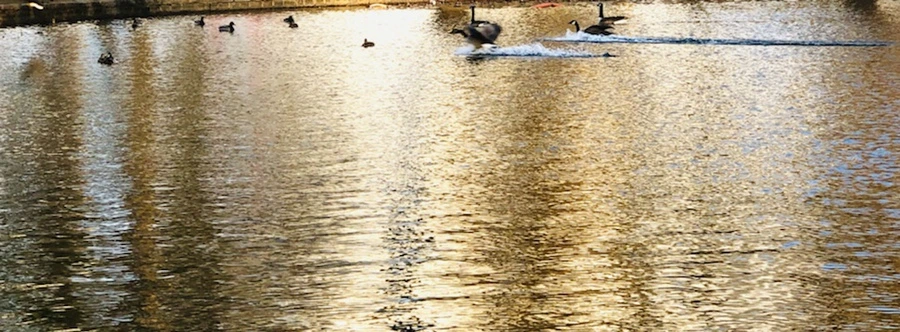 IMG_4422.jpg?type=w966