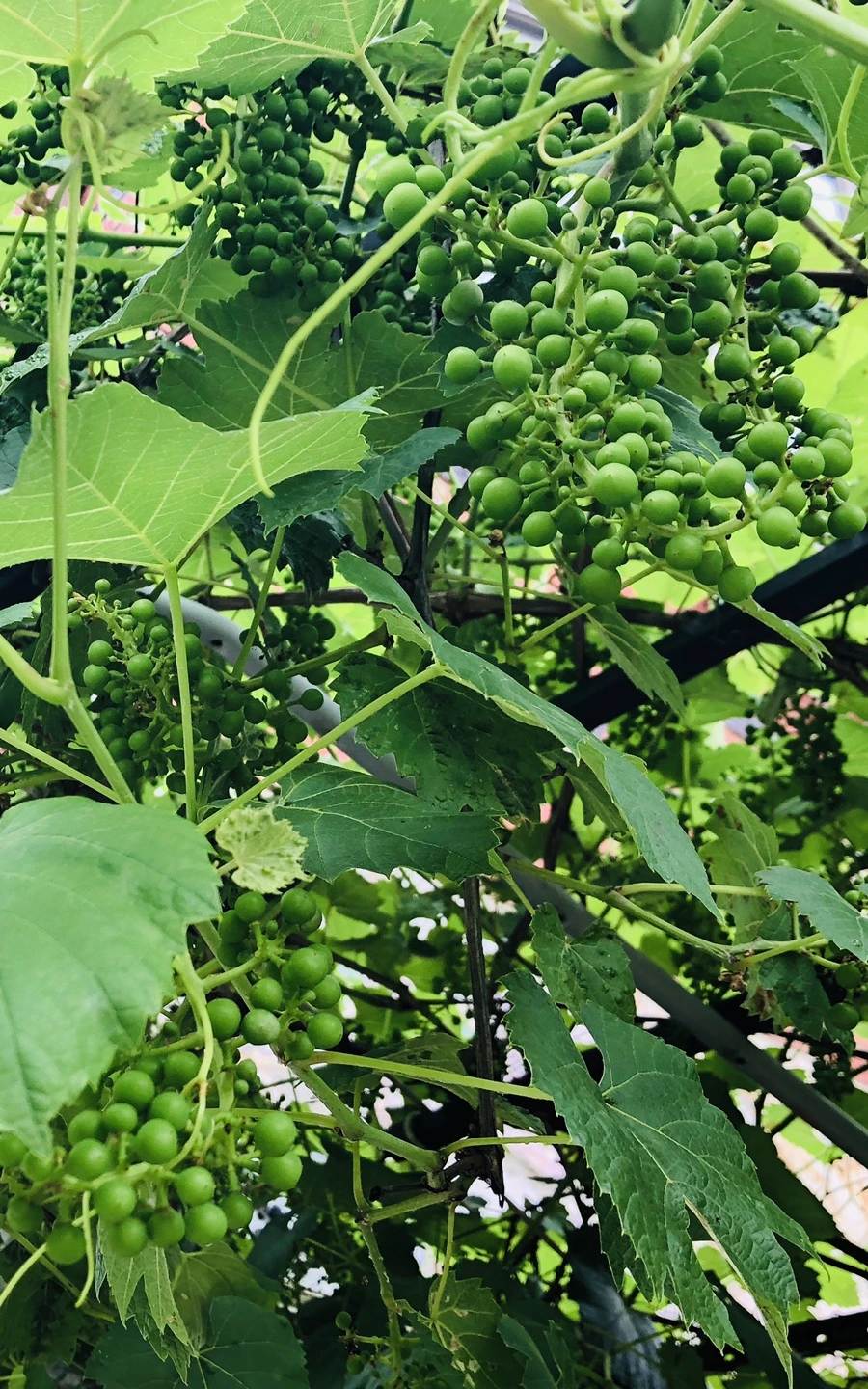 IMG_6143.jpg?type=w966