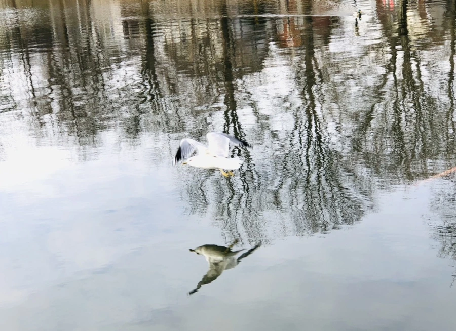 IMG_9866.jpg?type=w966