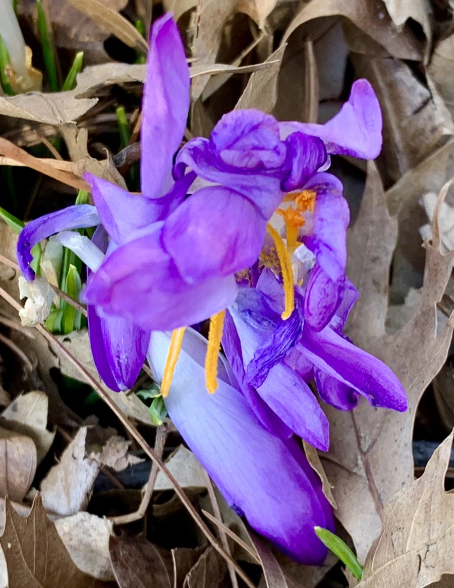 IMG_1442.jpg?type=w966