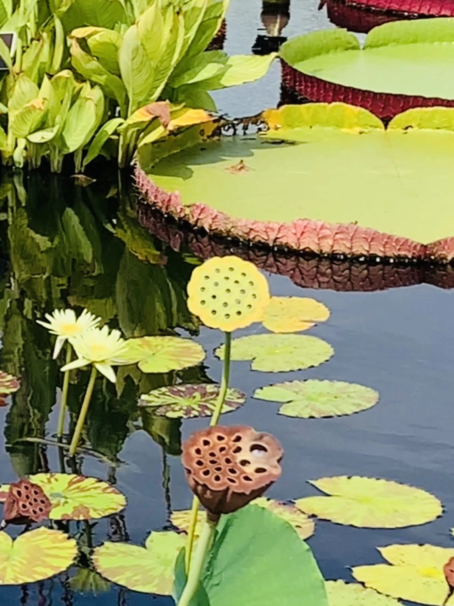 IMG_5435.jpg?type=w966