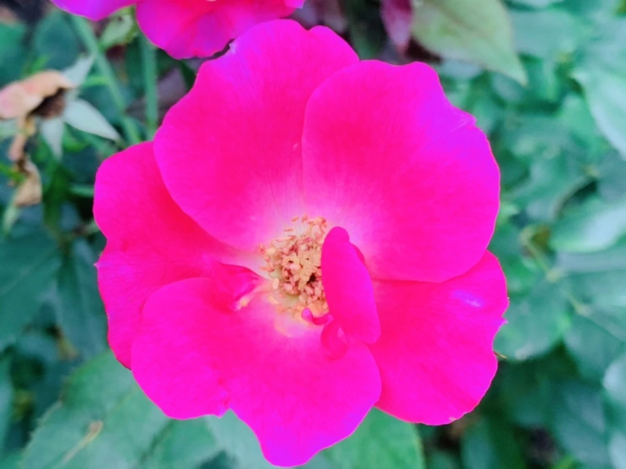 IMG_4993.jpg?type=w966