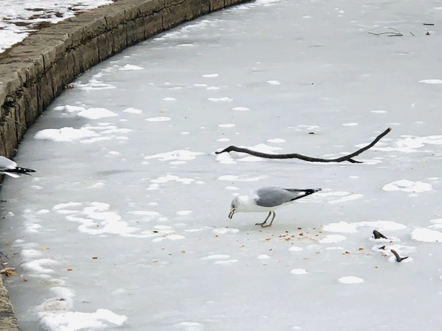 IMG_2472.jpg?type=w966