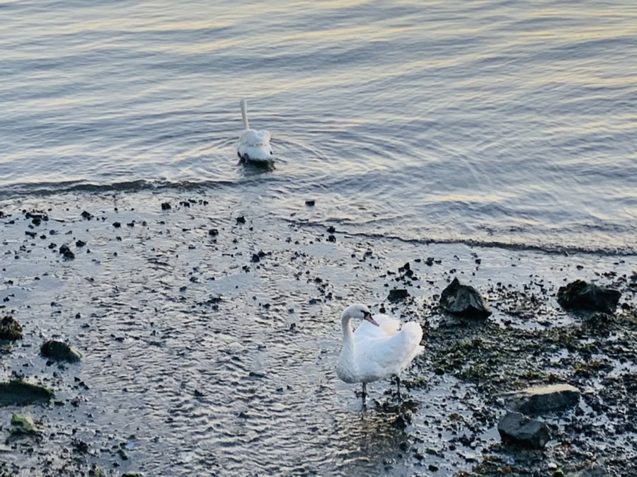 IMG_9484.jpg?type=w966