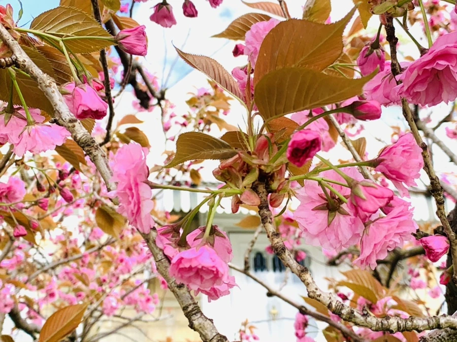 IMG_4353.jpg?type=w966