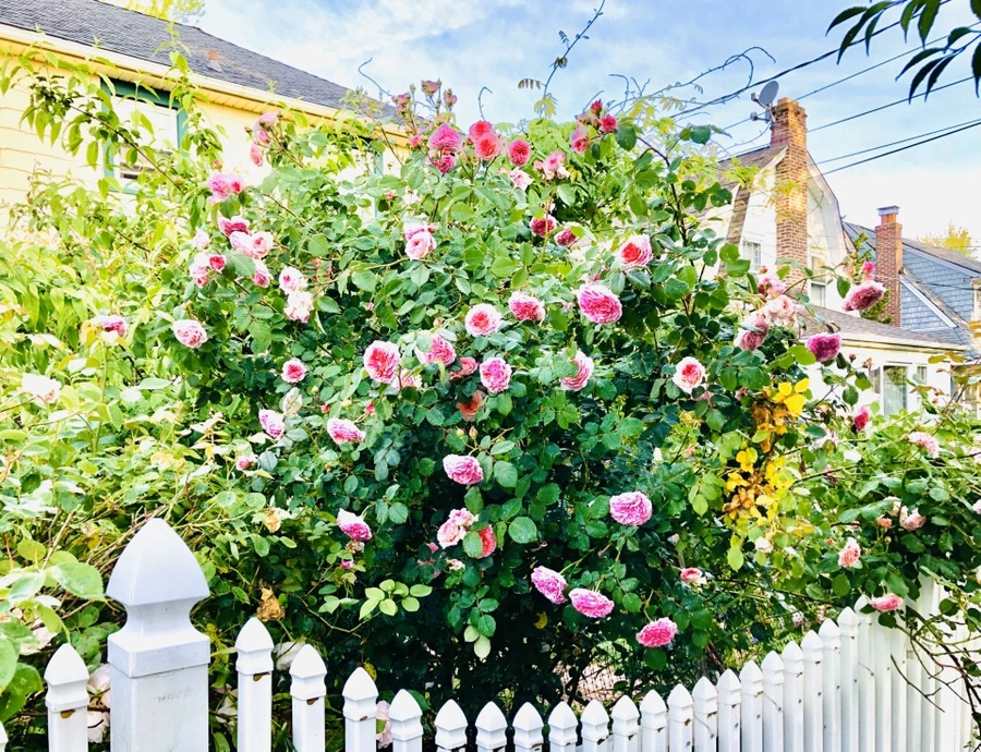 IMG_8079.jpg?type=w966