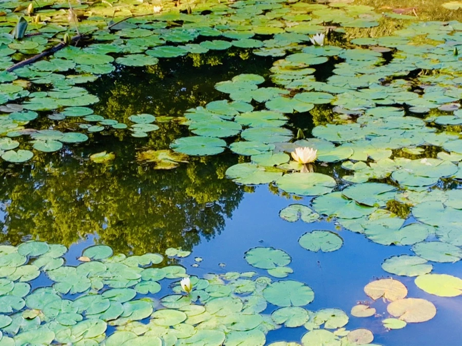 IMG_4268.jpg?type=w966