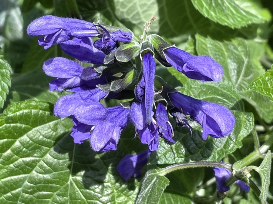 IMG_4211.jpg?type=w966