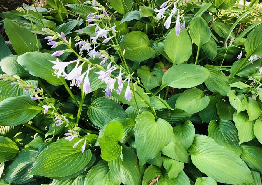 IMG_1877.jpg?type=w966