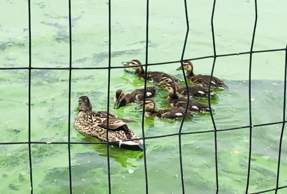 IMG_5736.jpg?type=w966