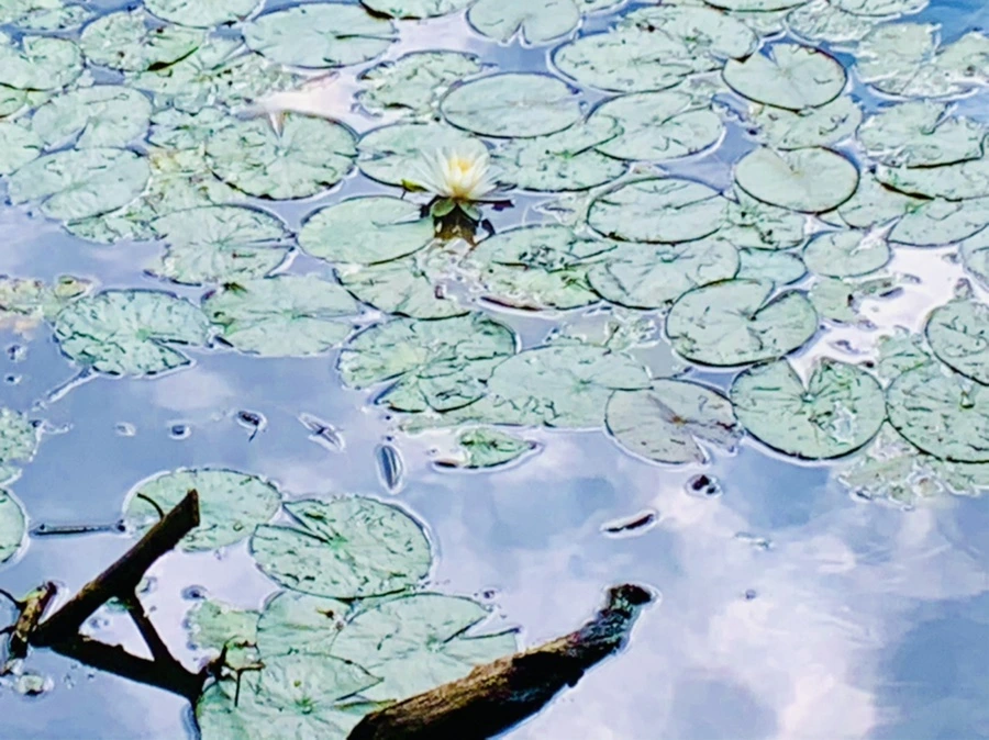 IMG_5213.jpg?type=w966