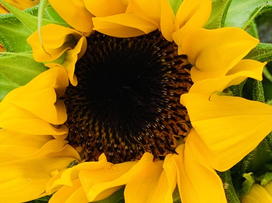 IMG_3327.jpg?type=w966