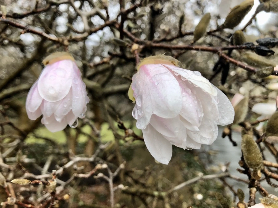 IMG_6181.jpg?type=w966