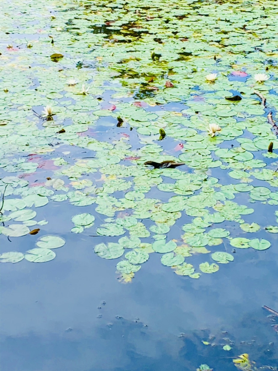 IMG_9318.jpg?type=w966