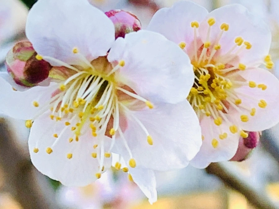 IMG_0822.jpg?type=w966