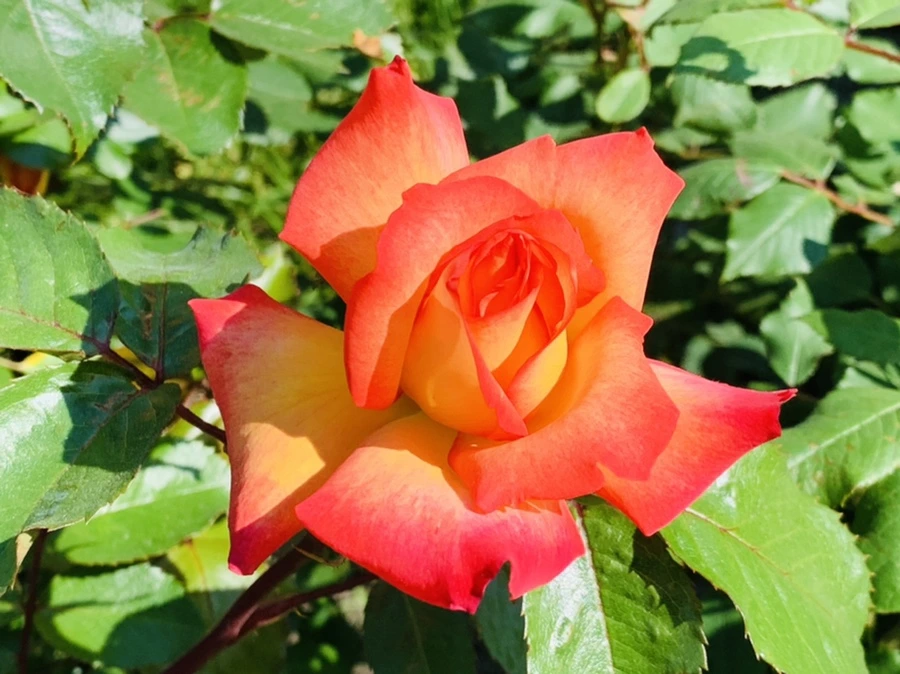 IMG_4724.jpg?type=w966