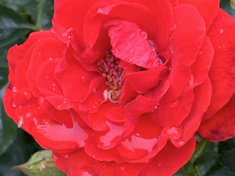 IMG_0932.jpg?type=w966